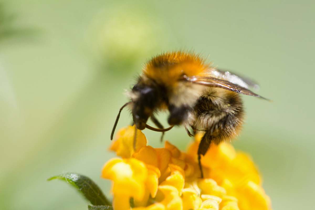 honey bee bee perched on yellow flower insect